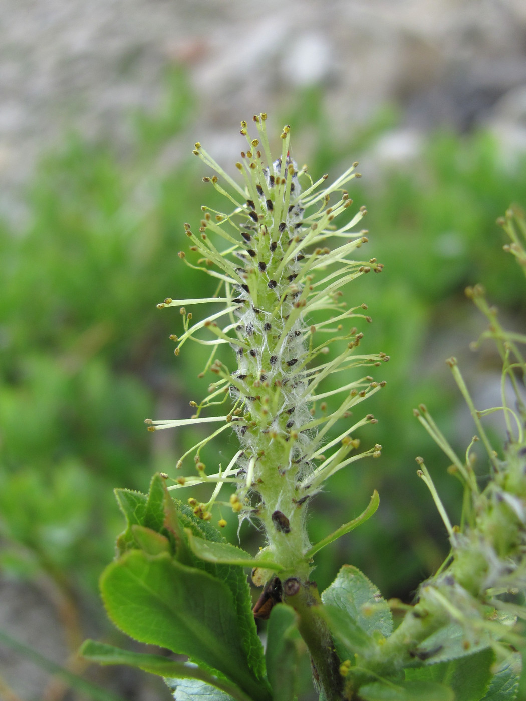 Image of Salix apoda specimen.