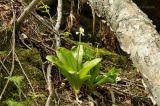 Clintonia udensis