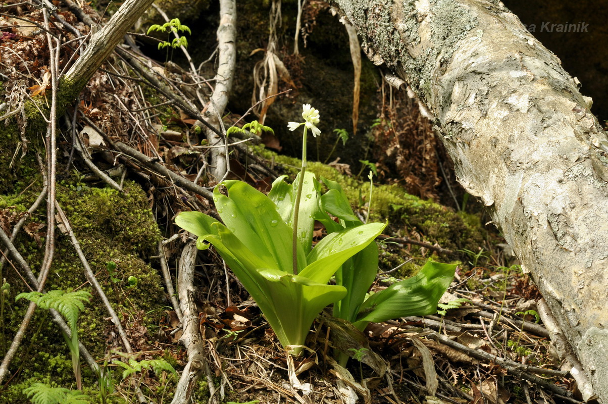 Image of Clintonia udensis specimen.