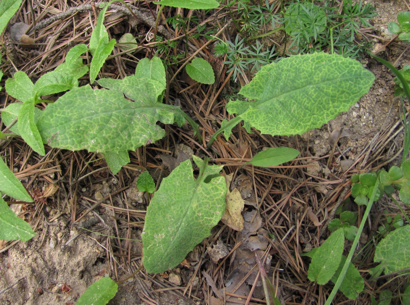 Image of Cicerbita racemosa specimen.