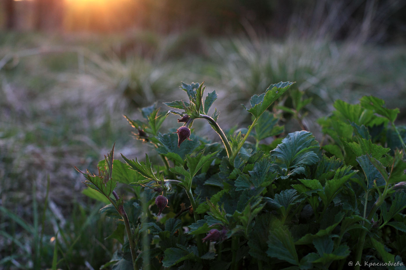 Image of Geum rivale specimen.