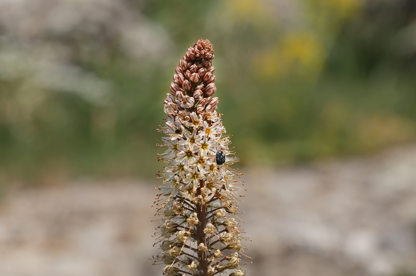 Image of Eremurus &times; decoloratus specimen.