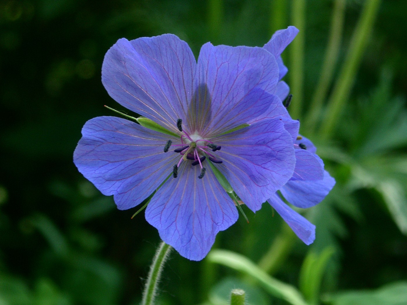 Изображение особи Geranium pratense.