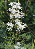 Clematis lathyrifolia