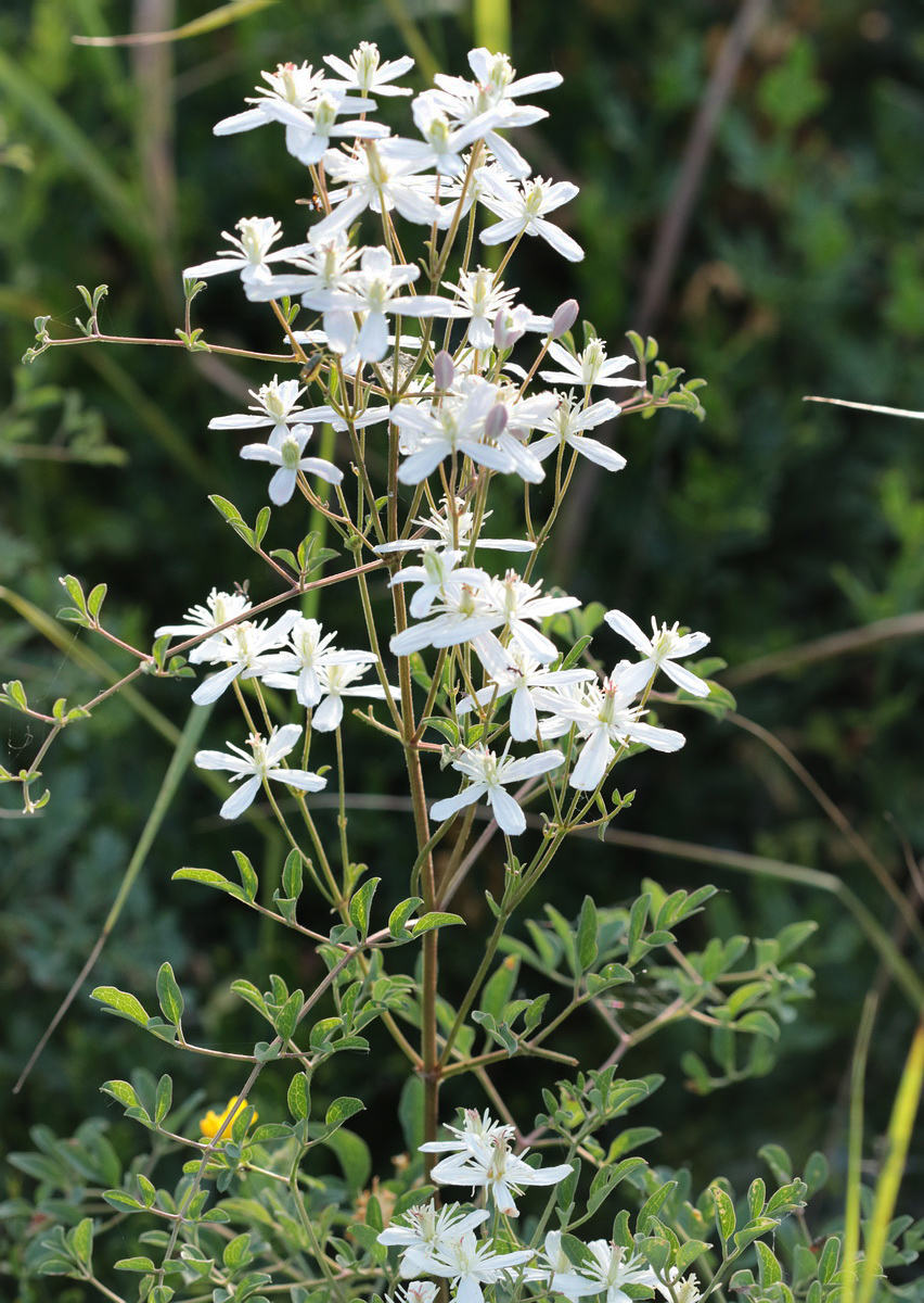 Image of Clematis lathyrifolia specimen.