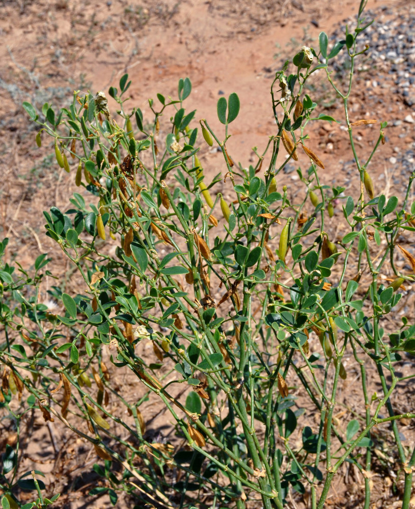 Image of Zygophyllum fabago specimen.