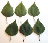 Image of taxon representative. Author is Василий Гелюта