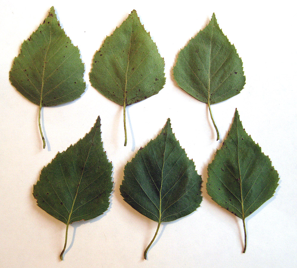 Image of Betula obscura specimen.
