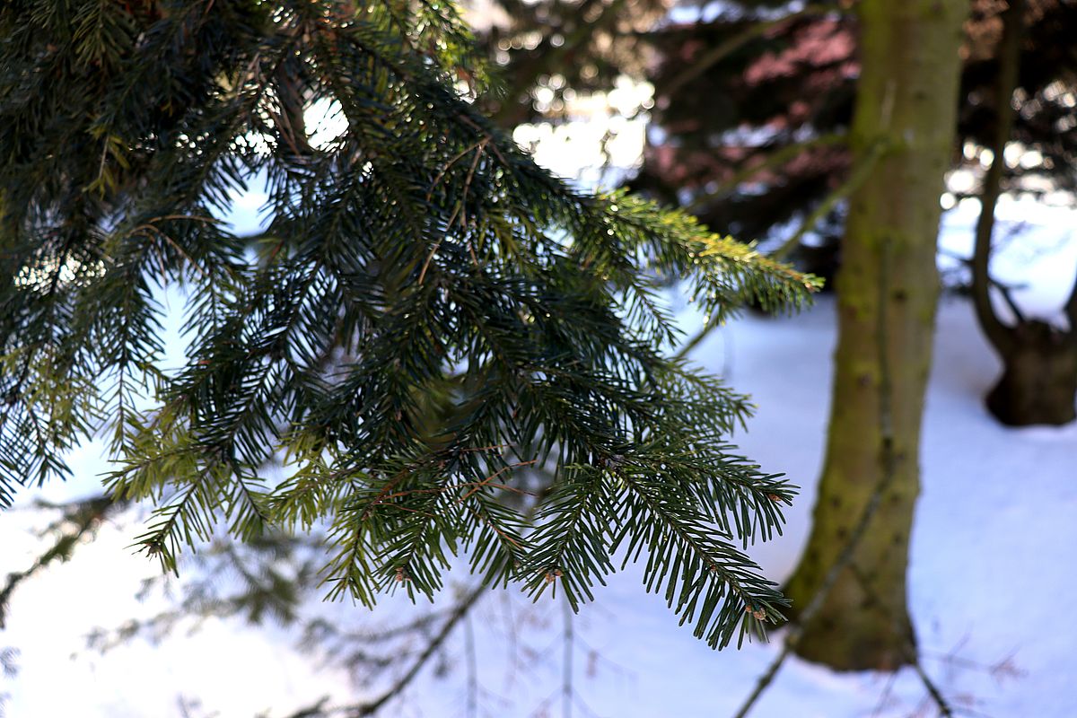 Image of Abies lasiocarpa specimen.