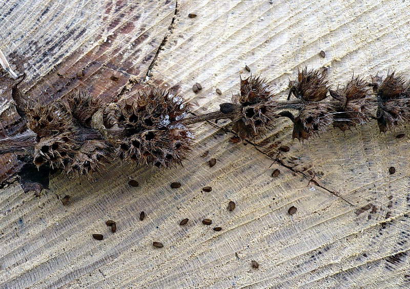 Image of Betonica officinalis specimen.