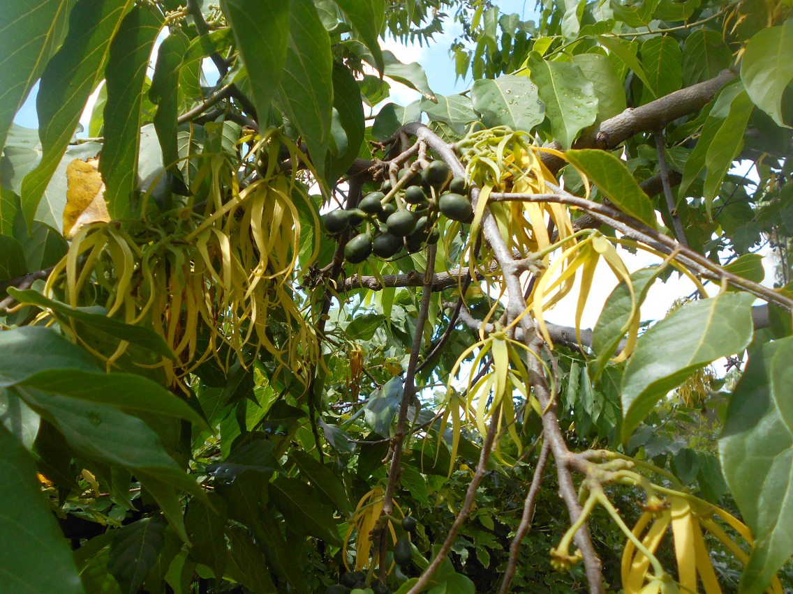 Image of Cananga odorata specimen.