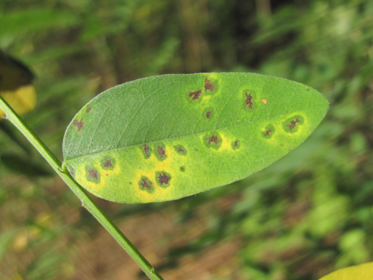 Изображение особи Glycyrrhiza glabra.