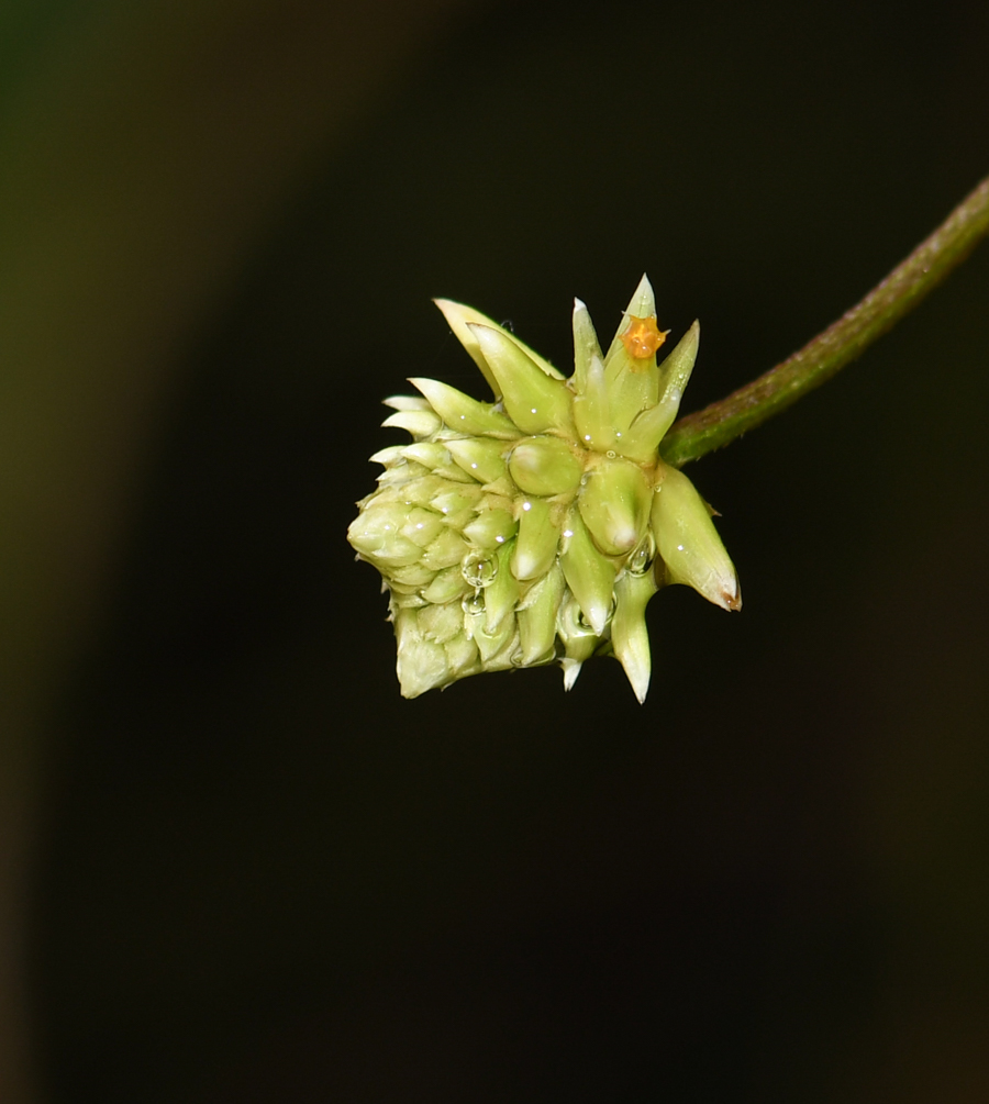 Image of Alternanthera flavescens specimen.