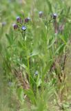 Anchusa thessala. Цветущее растение. Крым, Керченский п-ов, Приазовье, Караларская степь, степной склон. 6 мая 2021 г.