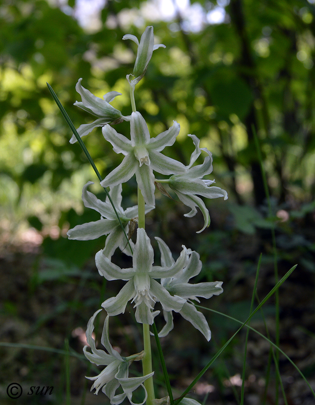 Изображение особи Ornithogalum boucheanum.