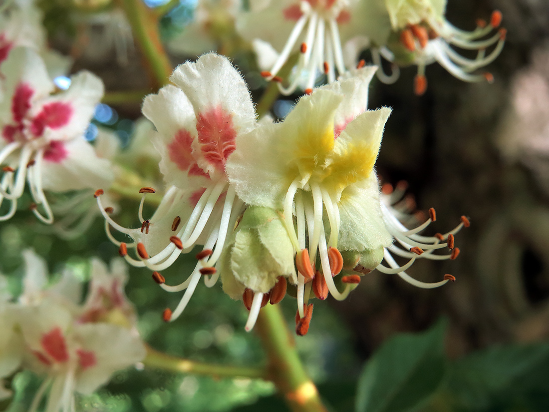 Изображение особи Aesculus hippocastanum.