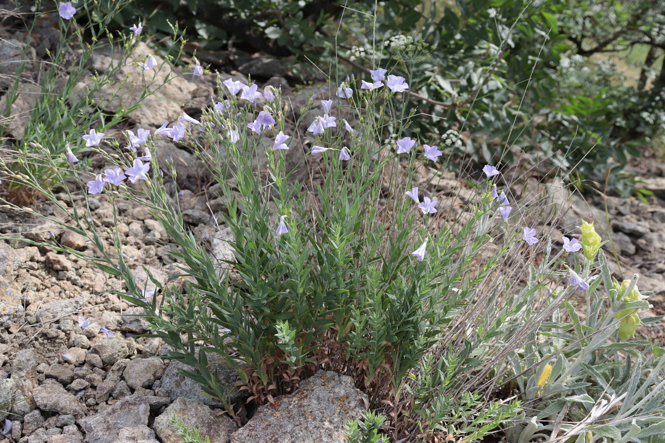 Image of Linum nervosum specimen.