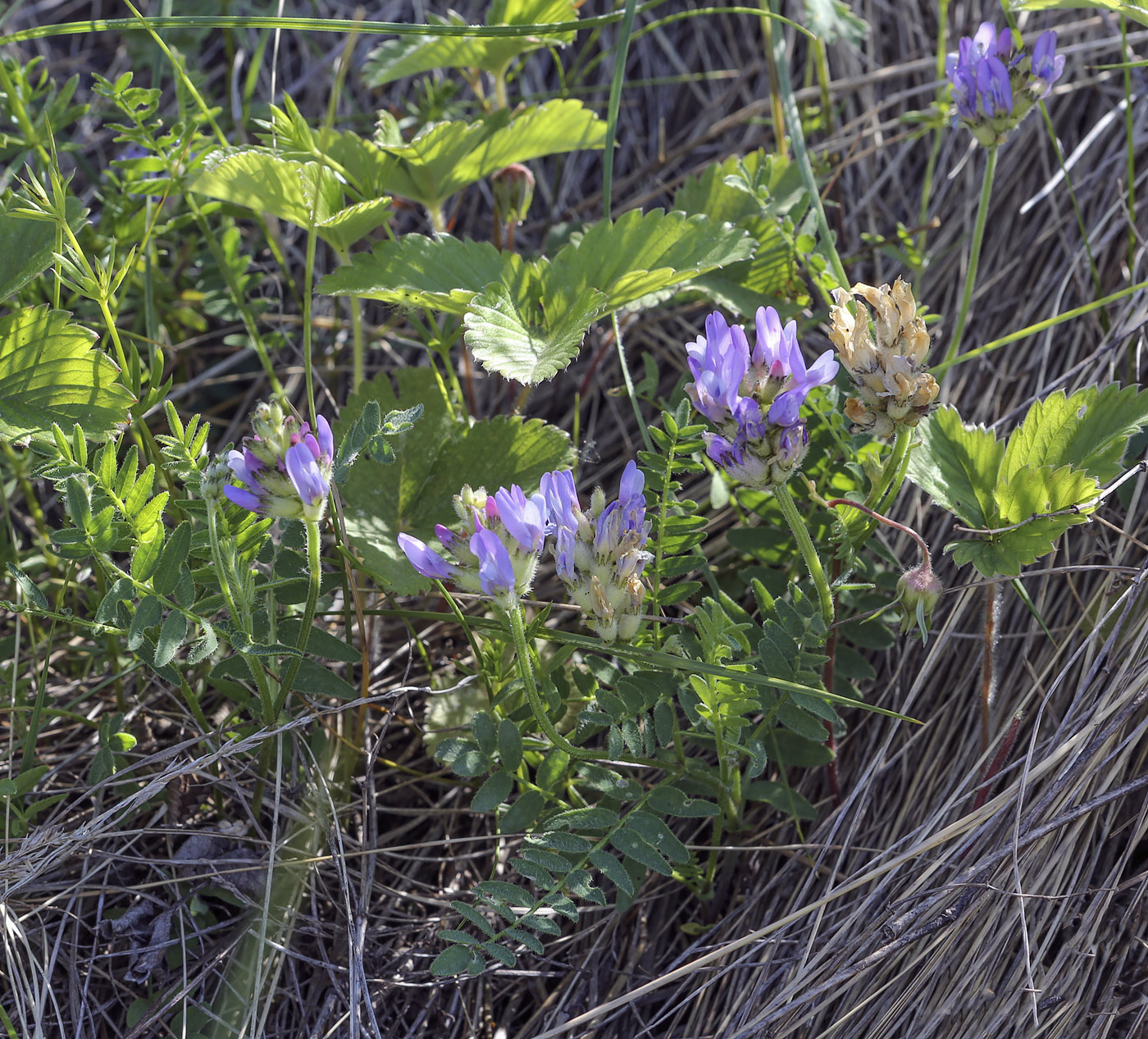 Image of Astragalus danicus specimen.