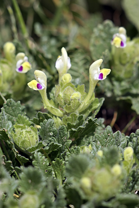 Изображение особи Scutellaria subcaespitosa.