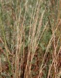 Festuca beckeri