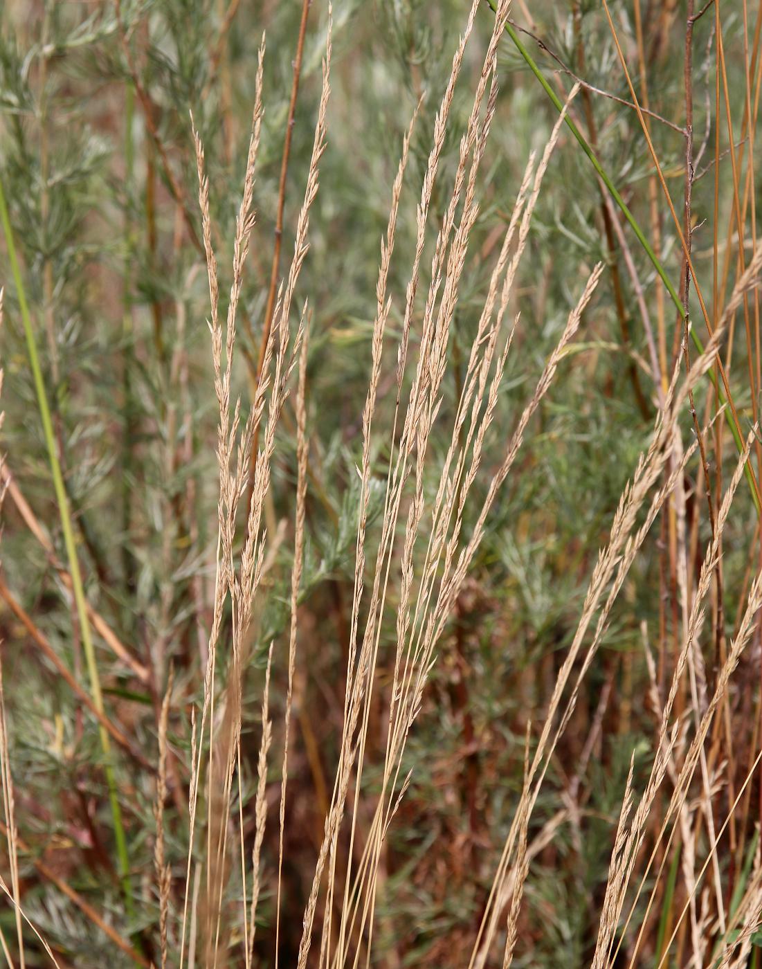 Изображение особи Festuca beckeri.