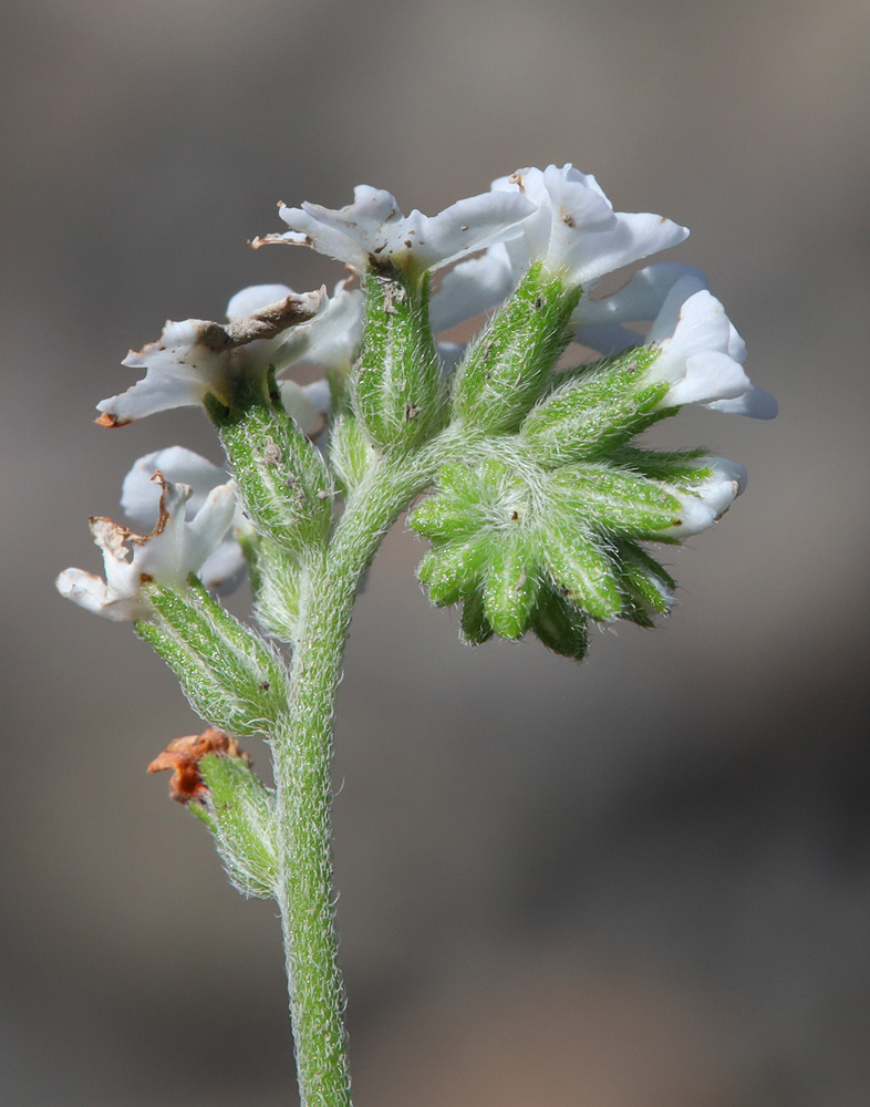 Image of Heliotropium styligerum specimen.