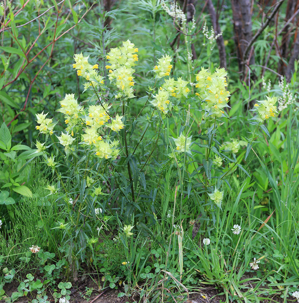 Image of Rhinanthus apterus specimen.