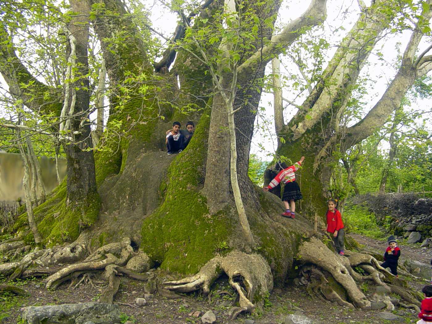 Image of Platanus orientalis specimen.