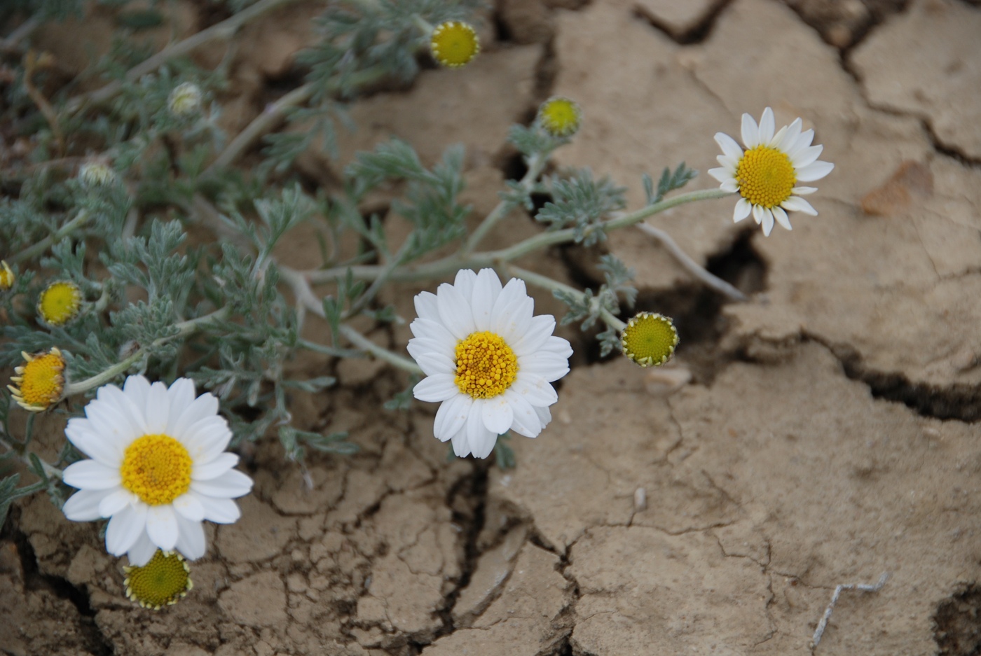 Image of Anthemis candidissima specimen.