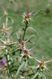 Centaurea calcitrapa. Верхушки побегов с развивающимися соцветиями. Крым, подножие горы Демерджи, окр. с. Лучистое, крепость Фуна. 16.07.2021.