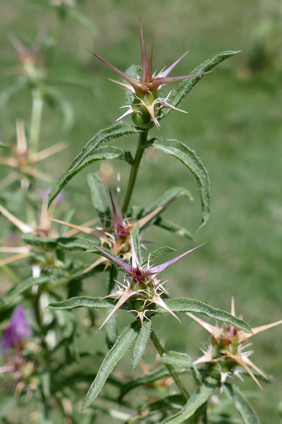 Изображение особи Centaurea calcitrapa.