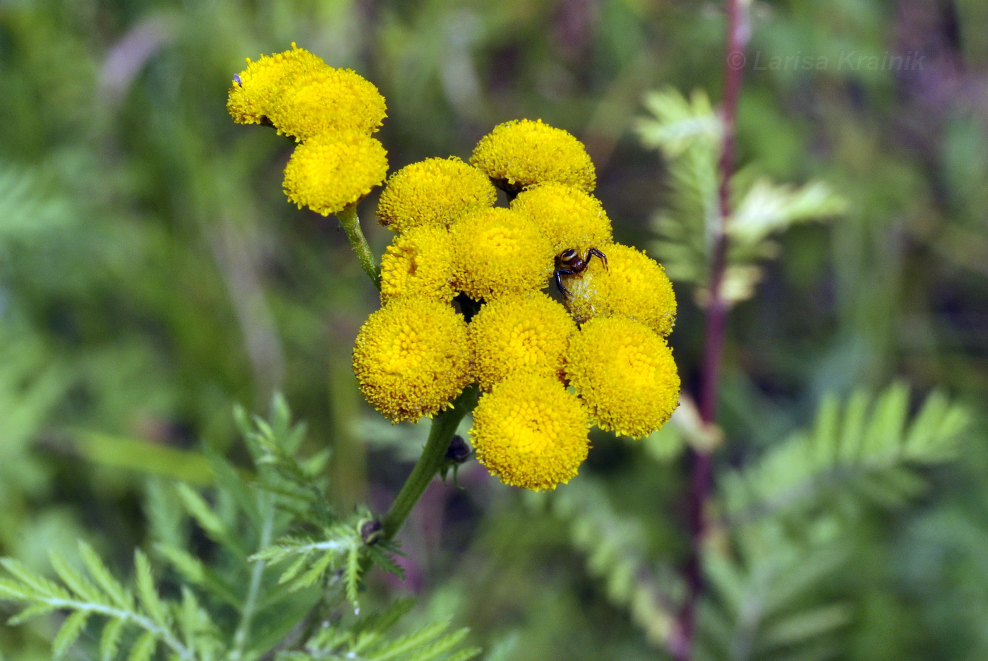 Image of Tanacetum boreale specimen.