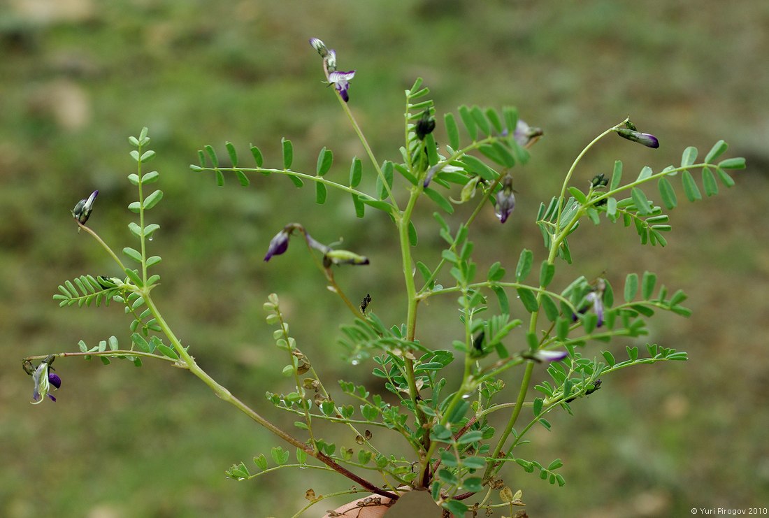 Image of Astragalus guttatus specimen.