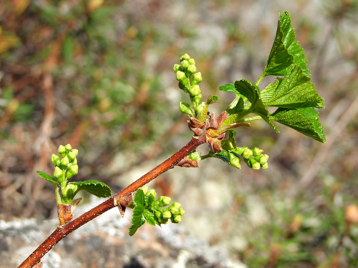 Image of Ribes fragrans specimen.