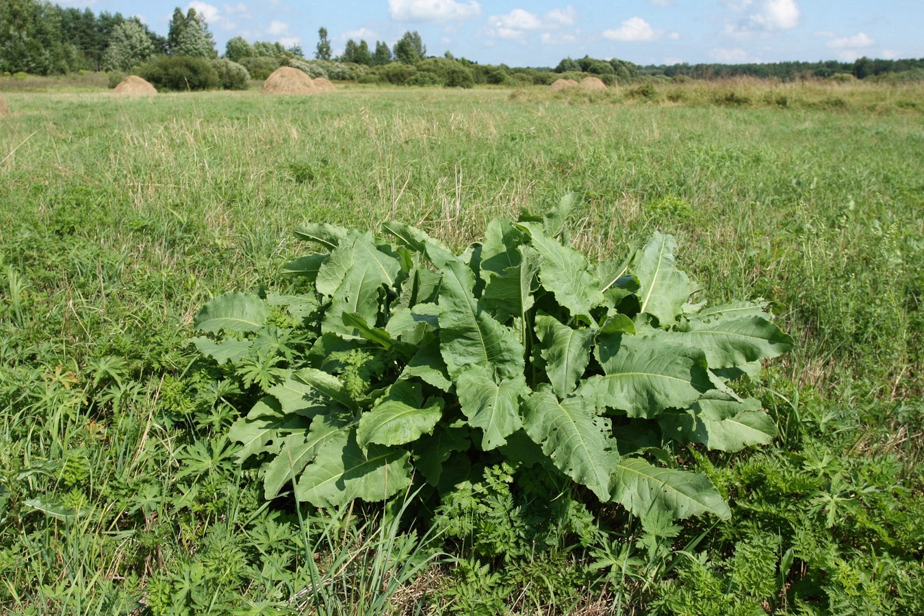 Image of Rumex confertus specimen.