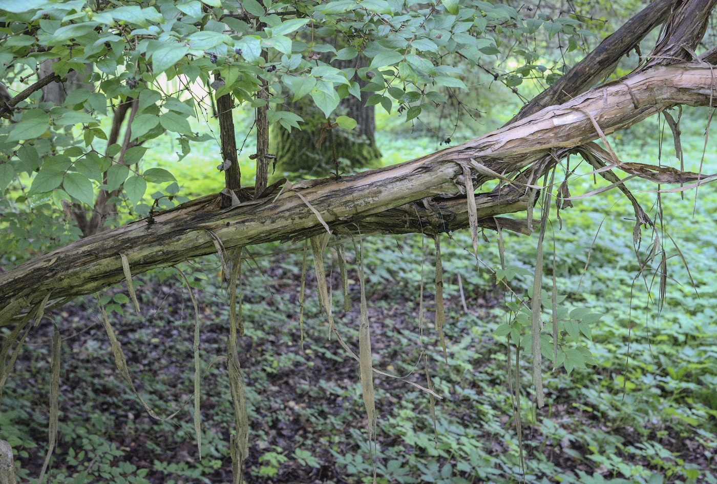 Image of Lonicera ferdinandi specimen.