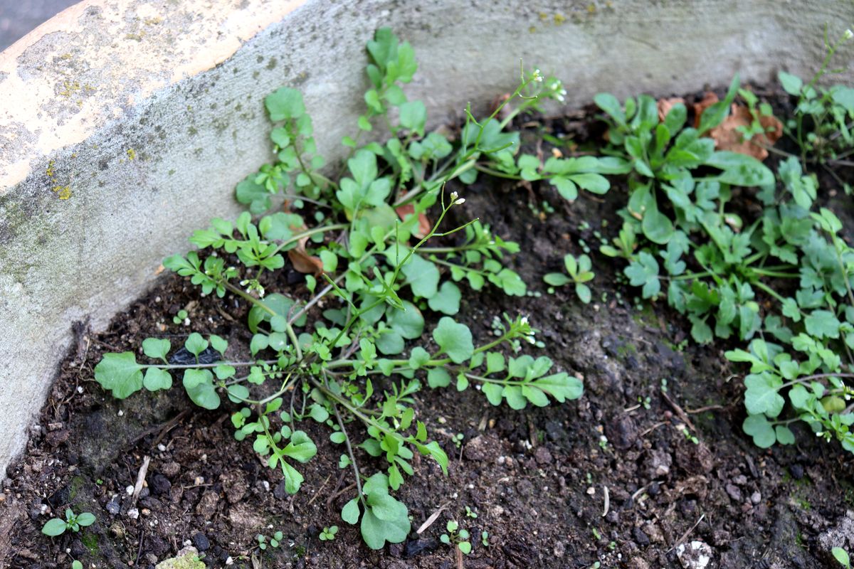 Изображение особи Cardamine occulta.