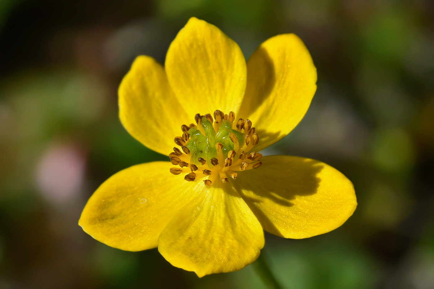 Image of Anemonastrum speciosum specimen.