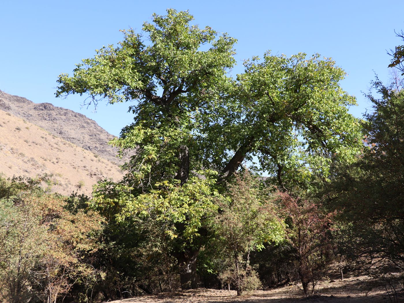 Image of Juglans regia specimen.