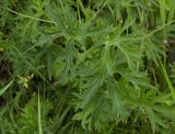 Delphinium laxiflorum. Листья в средней части побега. Республика Алтай, Шебалинский р-н, южный склон г. Соловковая, 800 м н.у.м., луг на скалах. 02.07.2010.