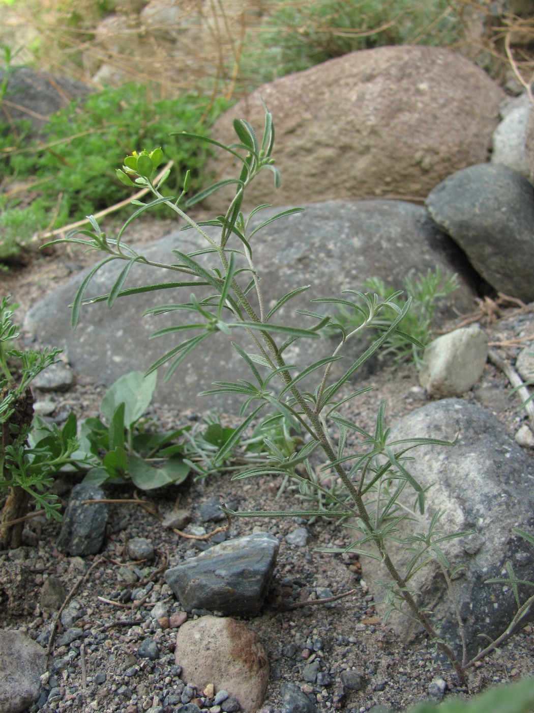 Изображение особи Meniocus linifolius.