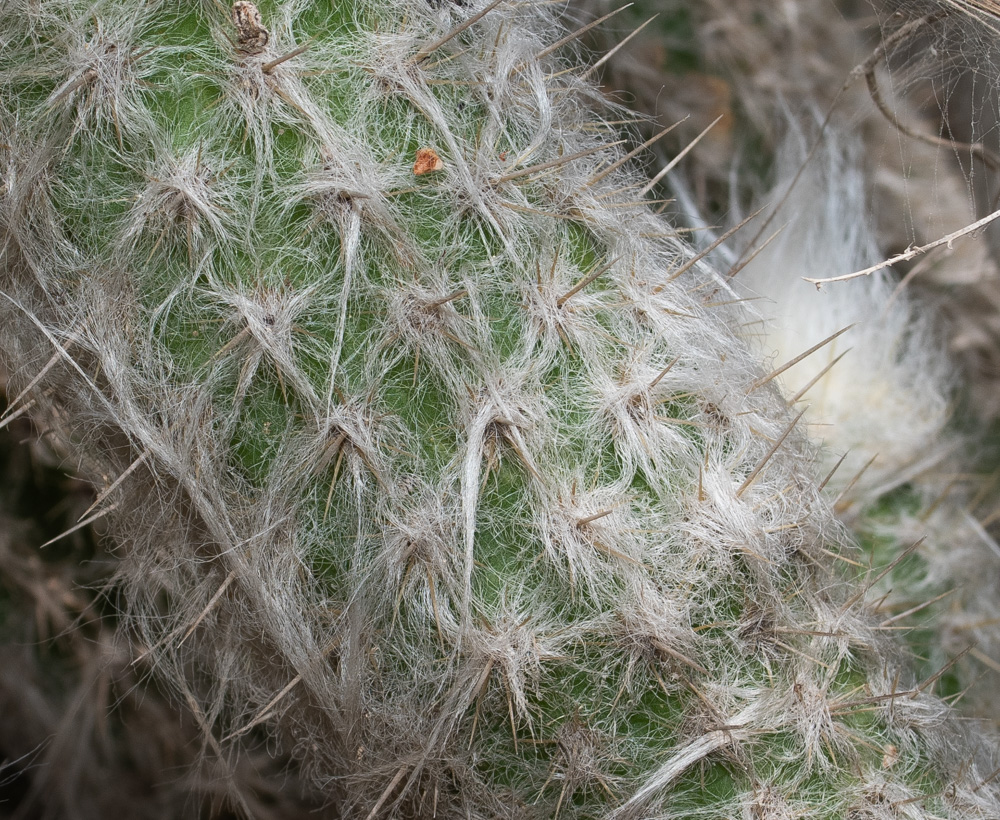 Image of genus Oreocereus specimen.