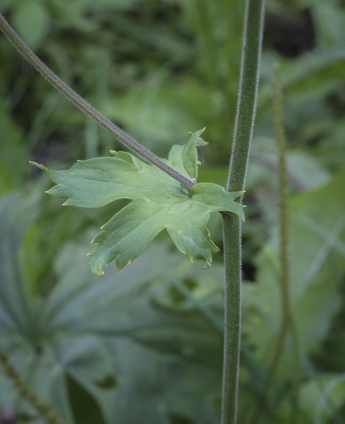 Image of Aconitum septentrionale specimen.