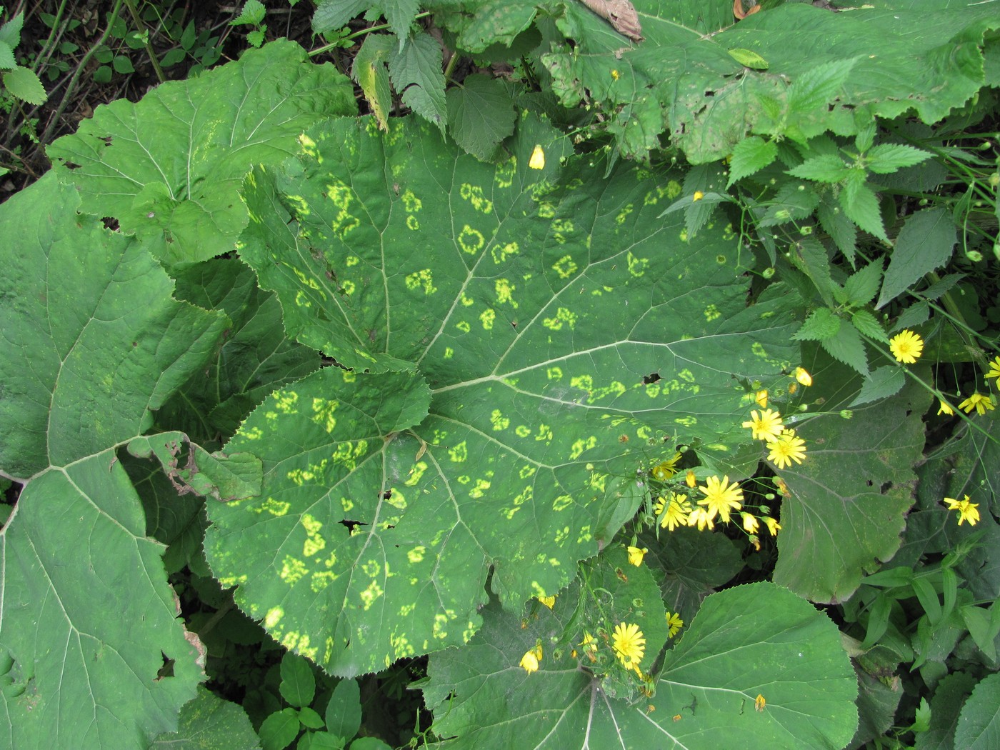 Изображение особи Petasites hybridus.