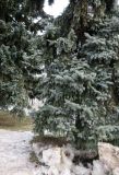 Picea pungens форма glauca. Нижняя часть ствола и кроны. Москва, Якиманка, парк Горького, в культуре. 07.03.2022.