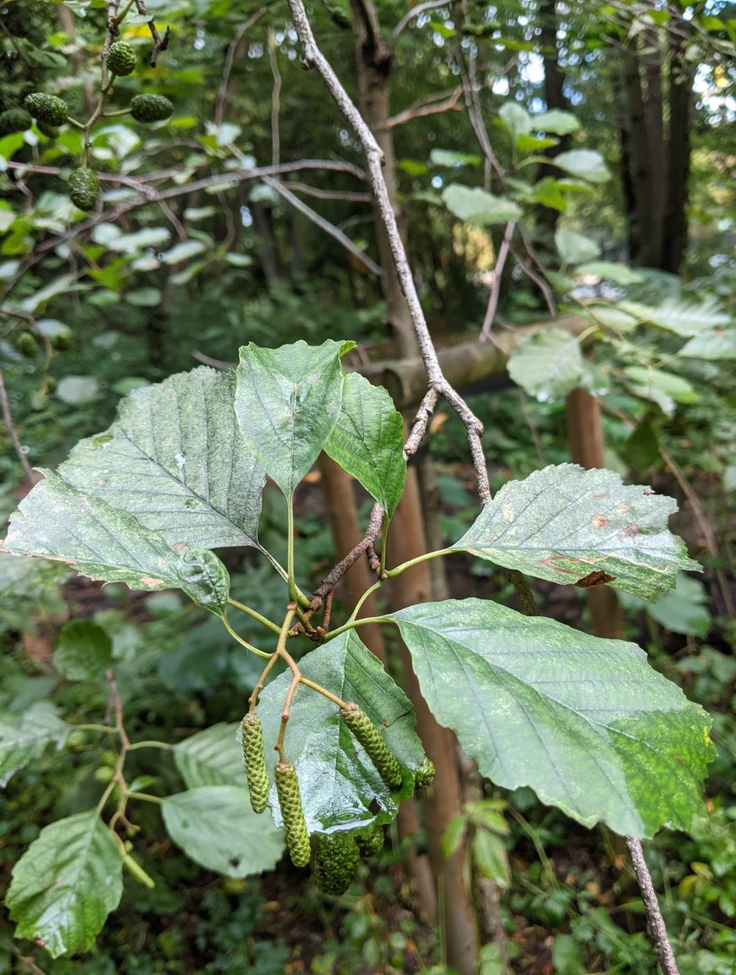 Изображение особи Alnus glutinosa.