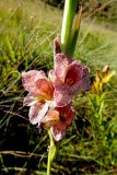 Gladiolus ecklonii