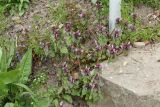 Lamium purpureum