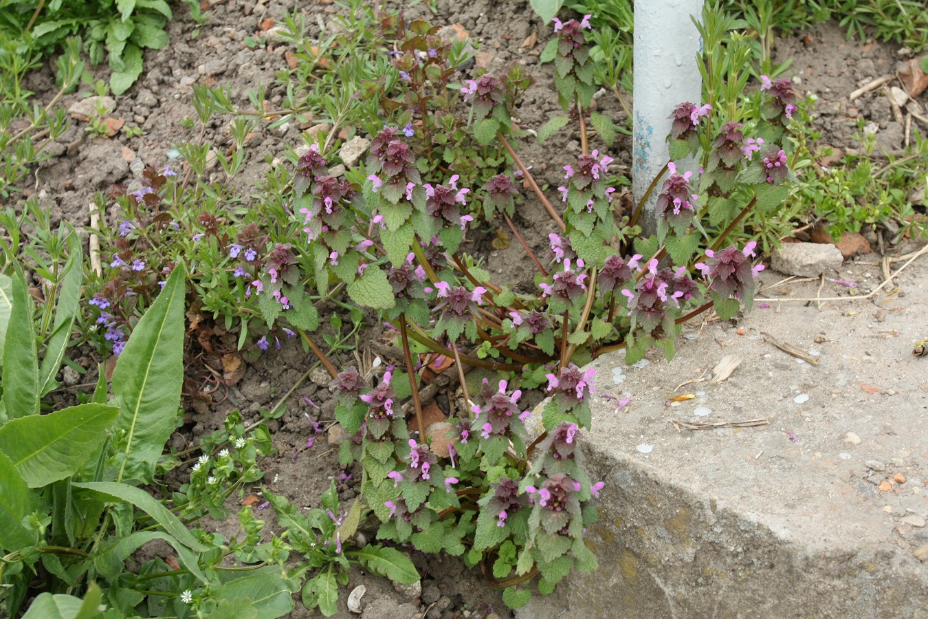 Image of Lamium purpureum specimen.