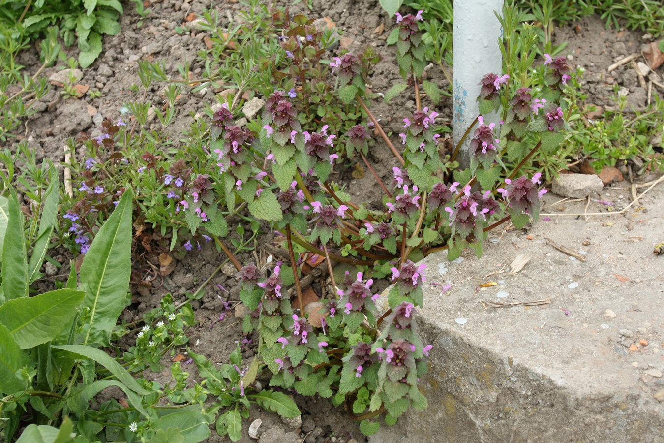 Изображение особи Lamium purpureum.